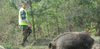 Divlje svinje napravile veliku štetu poljoprivrednicima: Ogorčeni farmeri prijete tužbama